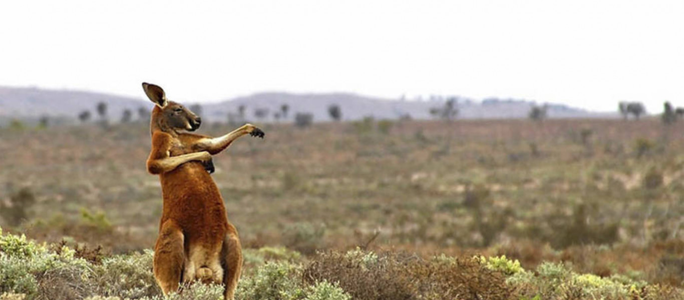 Μοναδικές φωτογραφίες των βραβείων Comedy Wildlife με άγρια ζώα (φωτό)